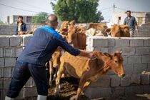 فاز زمستانه واکسیناسیون رایگان بیماری لمپی‌اسکین در شوشتر آغاز شد