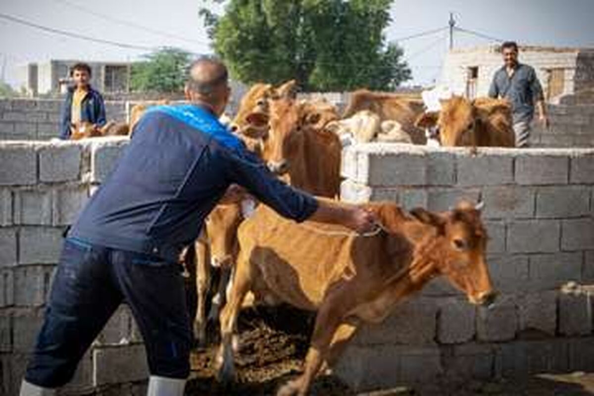 واکسیناسیون دام