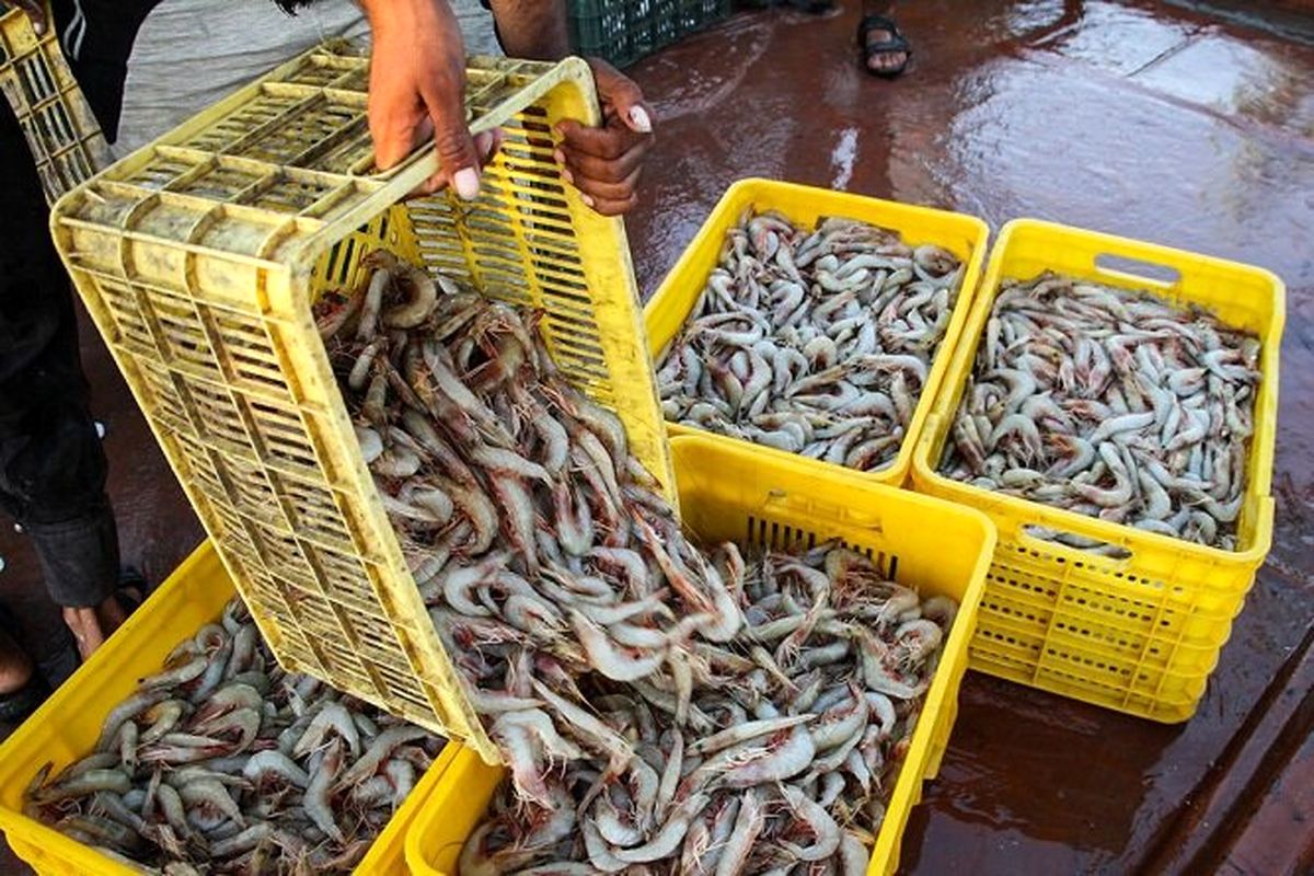 صید میگو در هرمزگان 