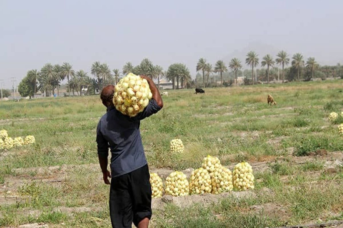 پیازکاران مینابی