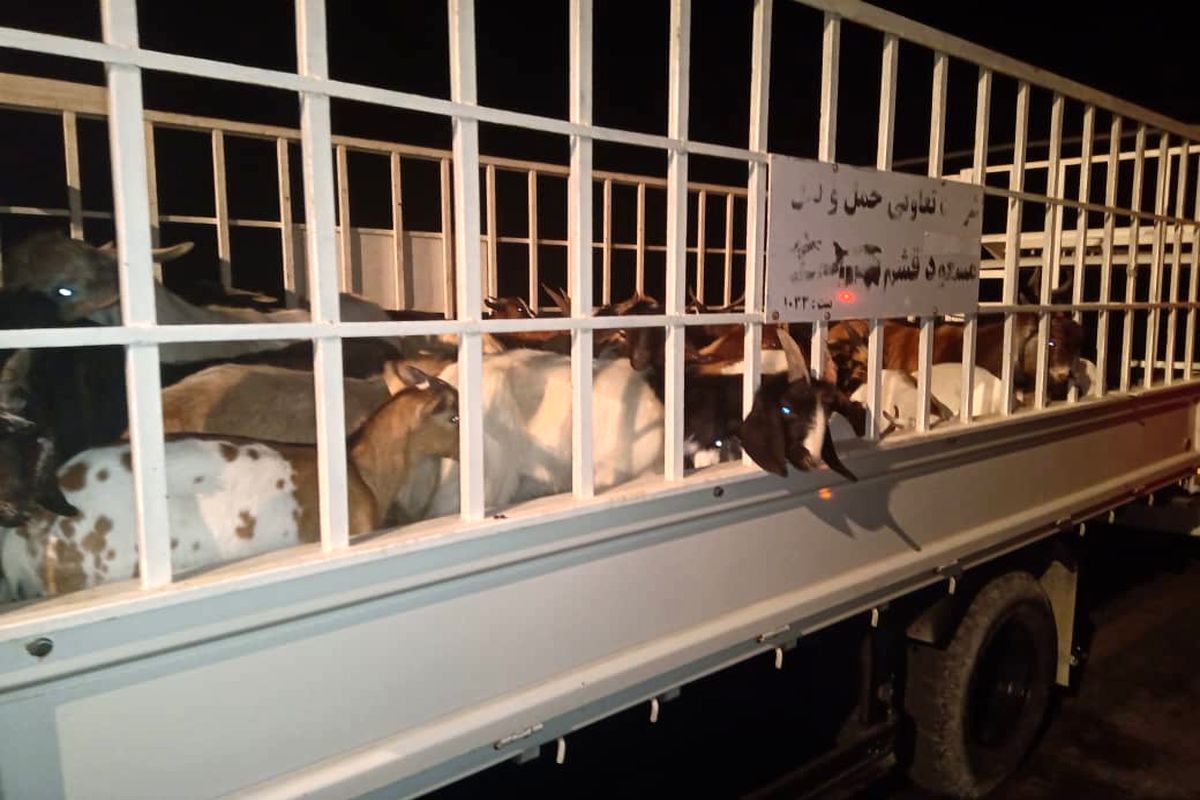 قاچاق دام زنده