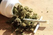 این گُل بوییدنی نیست! / زنگ خطر افزایش مصرف گُل در بین جوانان و نوجوانان