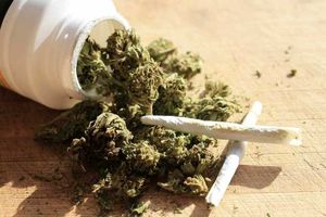 این گُل بوییدنی نیست! / زنگ خطر افزایش مصرف گُل در بین جوانان و نوجوانان