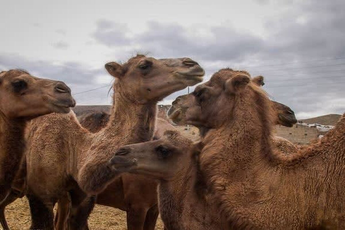 شتر