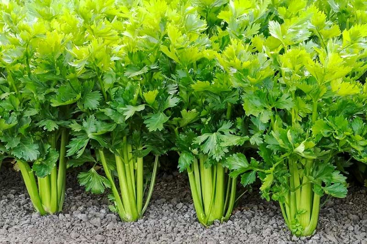 برداشت کرفس