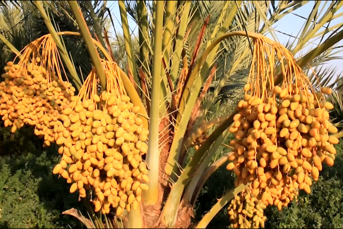 برداشت خرما