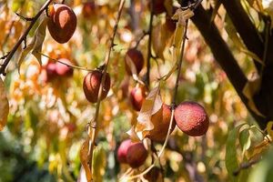 ۴۰ هزار هکتار باغات اصفهان دچار تنش آبی و خشکسالی هستند