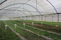 تولید ۵۳ هزار تن محصولات گلخانه‌ای در خراسان رضوی 