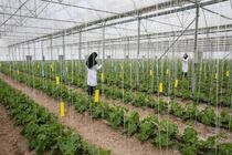 احداث 8 شهرک گلخانه ای در استان اردبیل