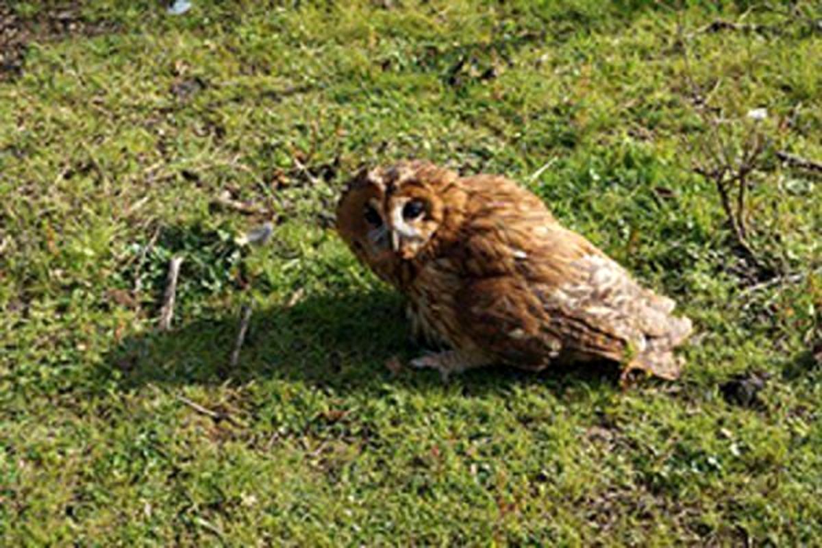 محیط زیست گیلان