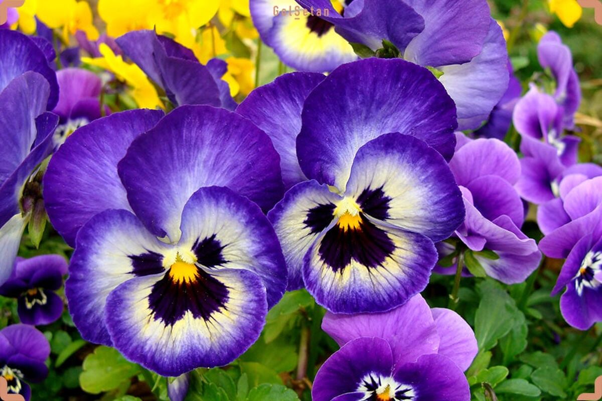 گل بنفشه