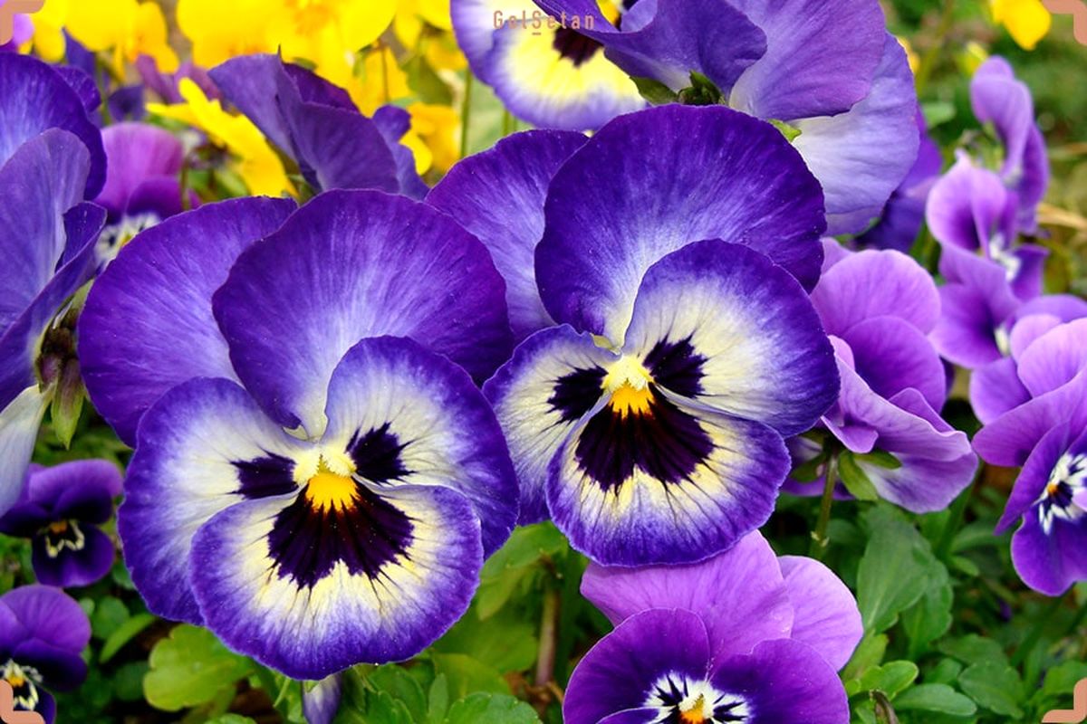 گل بنفشه