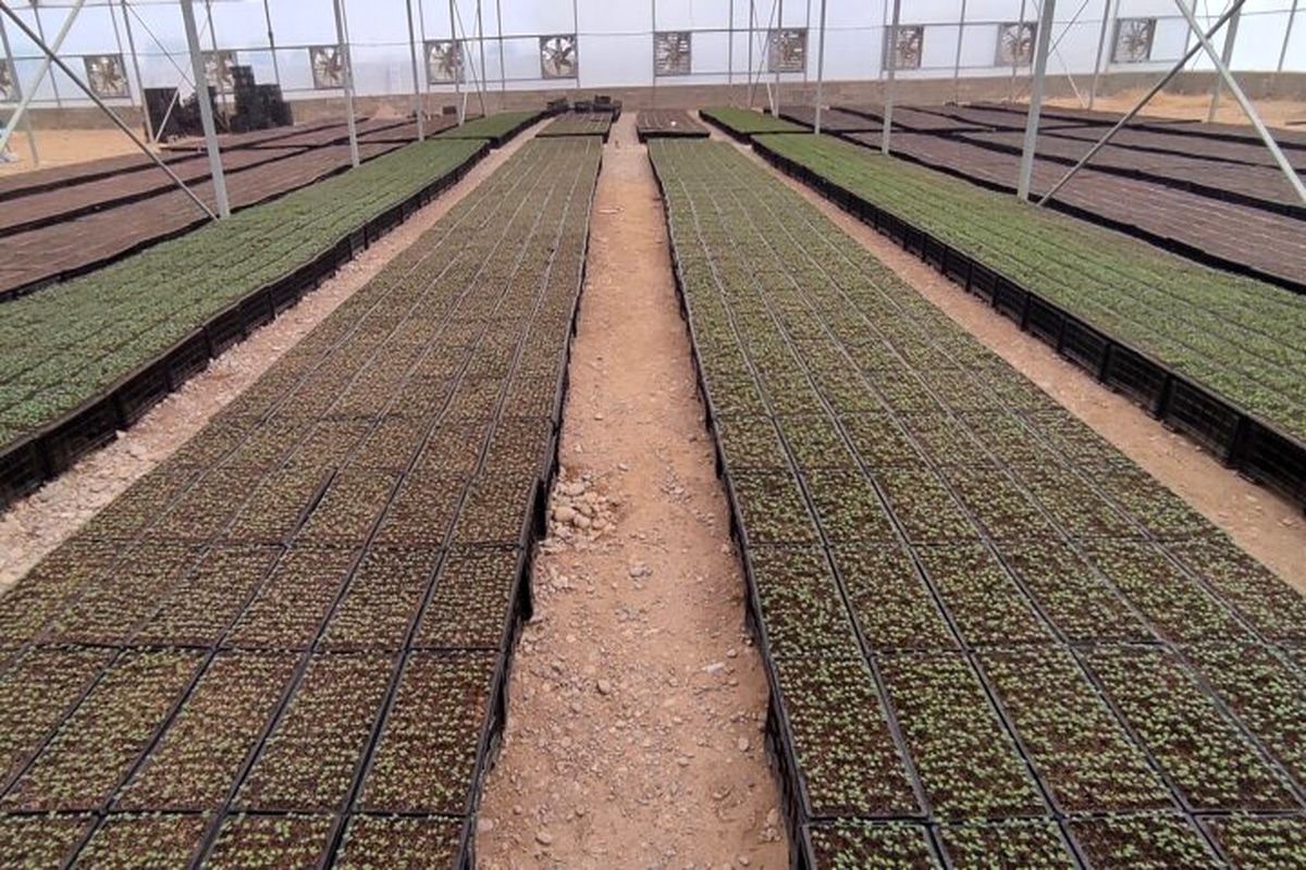 جهاد کشاورزی مازندران