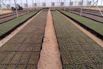 سند الگوی کشت در آینده تکمیل می شود