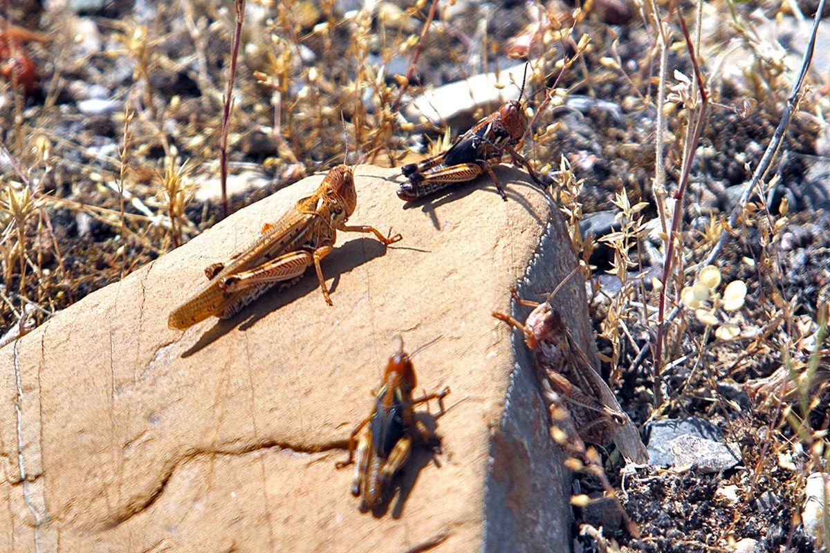 ملخ های صحرایی