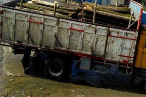 کشف 13 تن چوب قاچاق در رشت  