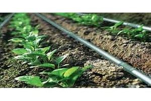 آبیاری سویا به روش نواری در میاندورود