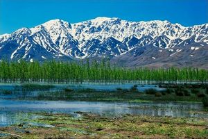 ثبت بیش از ۵۰ هزار فرد پرنده آبزی و کنارآبزی در تالاب‌های چهارمحال و بختیاری 