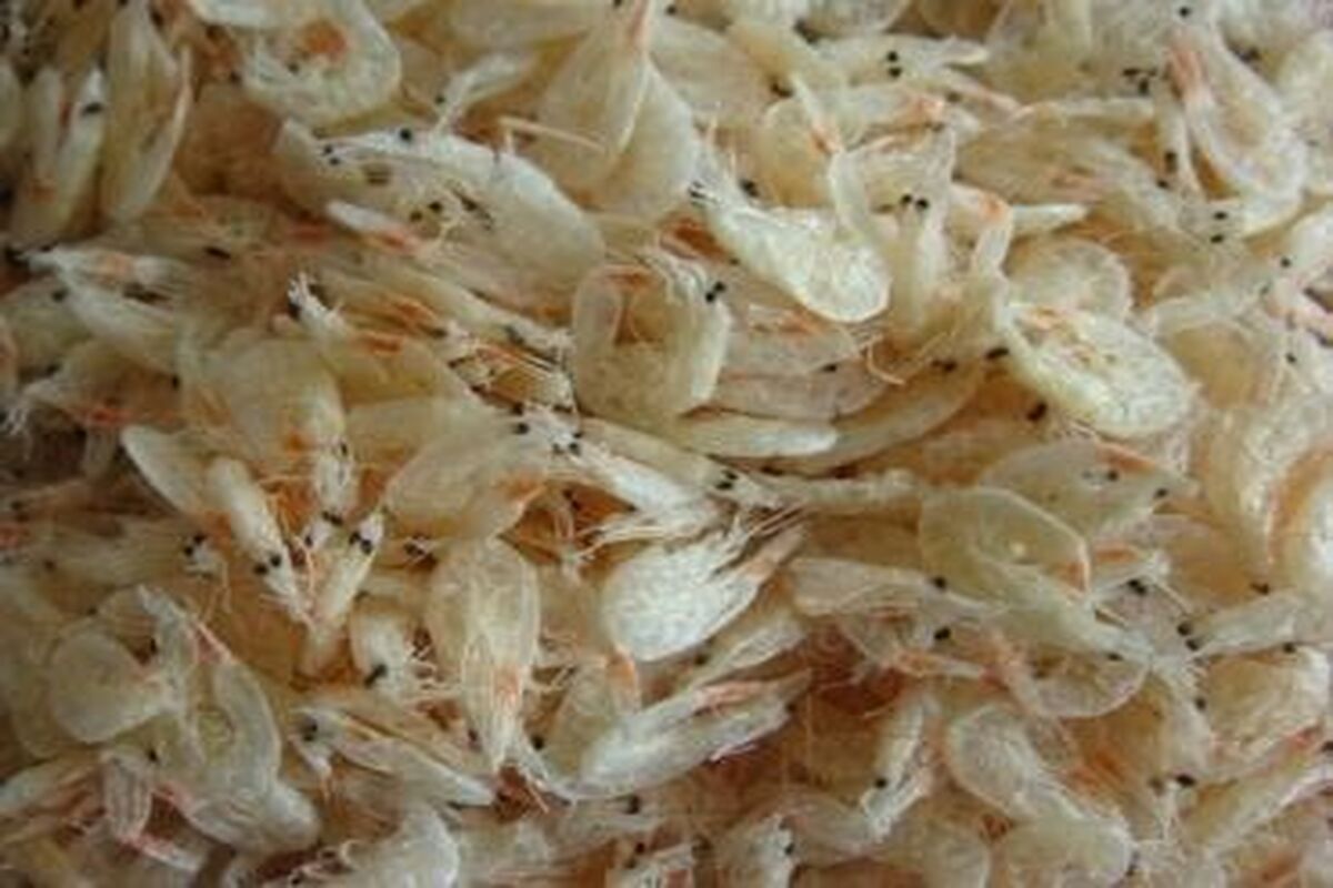 بچه میگو