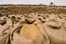 خرید تضمینی گندم سال گذشته گندمکاران به نرخ جدید