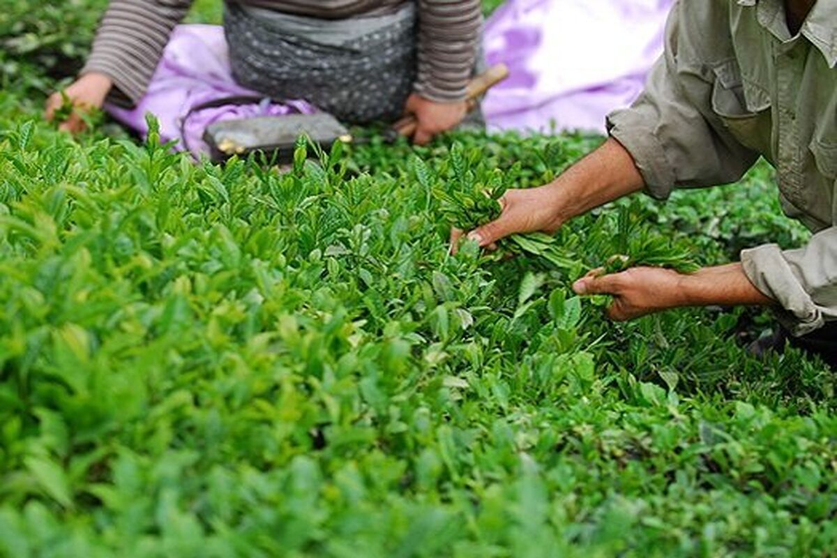 چایکار گیلانی
