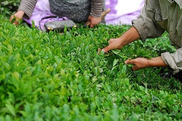 برداشت چین دوم برگ سبز چای آغاز شد