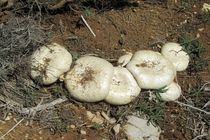 هیچ نوع گزارشی از مسمومیت قارچ در خوزستان ارائه نشد