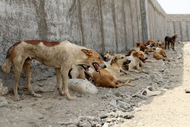 خیابانهای بندرعباس در قرق سگهای ولگرد