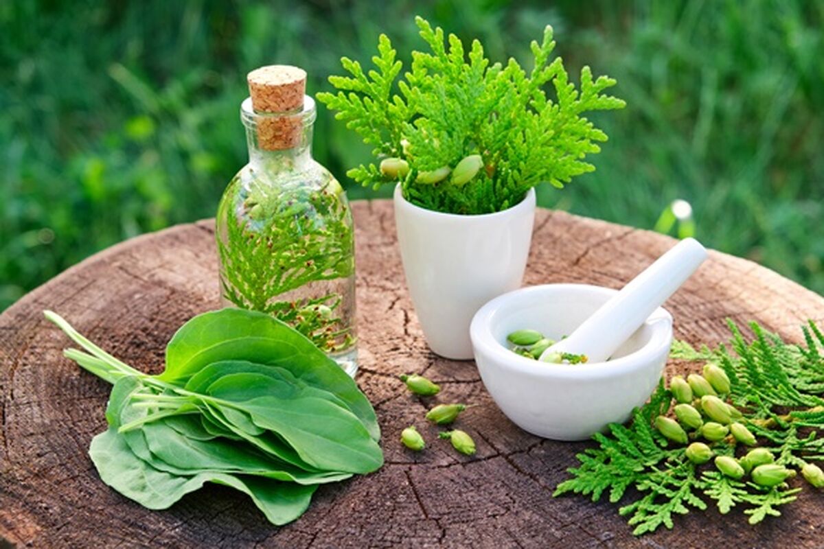 گیاهان دارویی