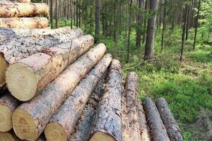 کشف ۱۰ تن چوب قاچاق در عملیات پلیس آگاهی مازندران