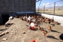 آغاز واکسیناسیون طیور بومی استان مرکزی علیه بیماری نیوکاسل