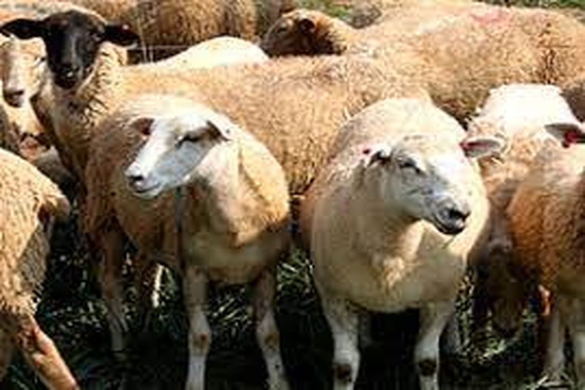 قاچاق احشام