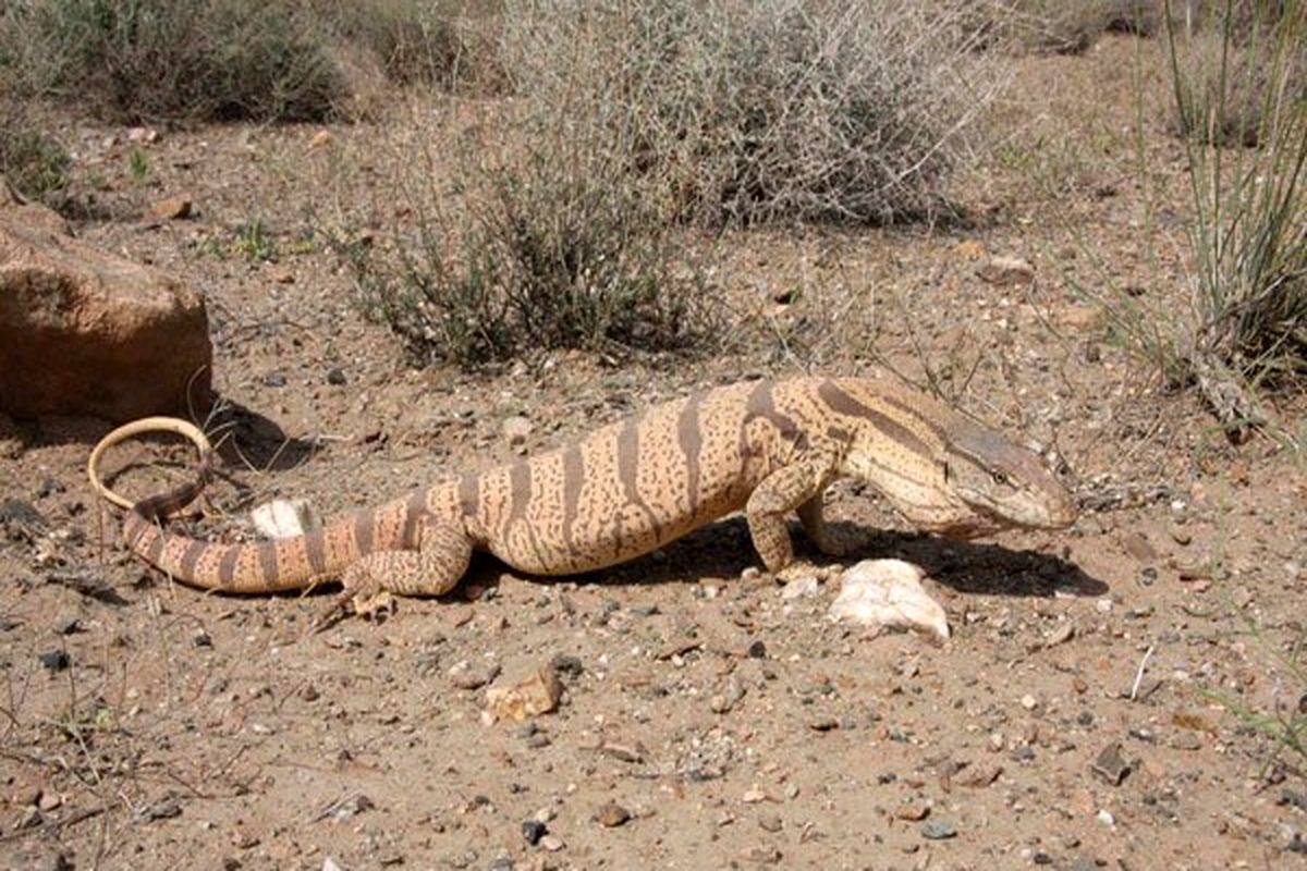بزمجه بیابانی