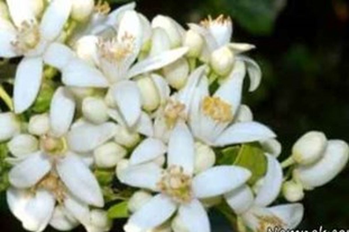 بهار نارنج