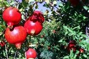 کاهش 60 درصدی برداشت انار به دلیل سرما در کاشان