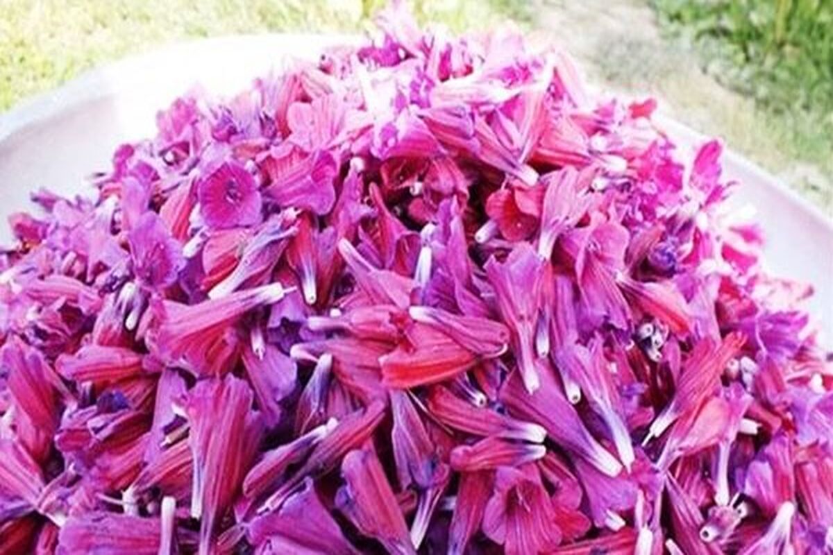 گل گاوزبان