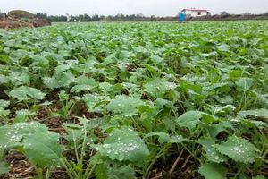 قرارداد 1100 هکتاری کشت کلزا در میاندورود