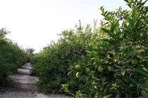 آغاز اجرای طرح تجمیع ۸۰۰ هکتار از باغ‌های هرمزگان