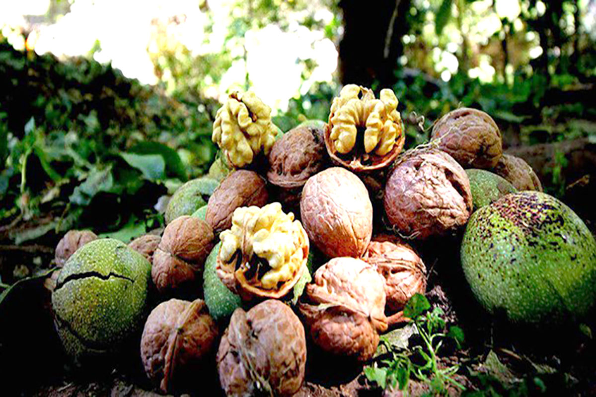 باغ‌های گردوی جغتای