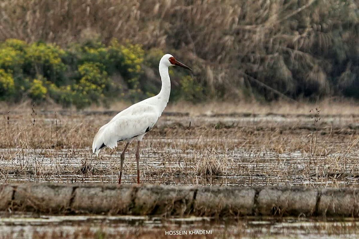 درنای سیبری در مازندران