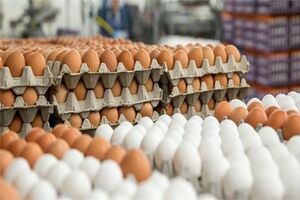 افزایش قیمت تخم مرغ از امروز به صورت رسمی