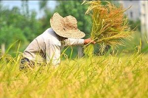 برداشت ۹۰ هزار تن شالی در محمودآباد