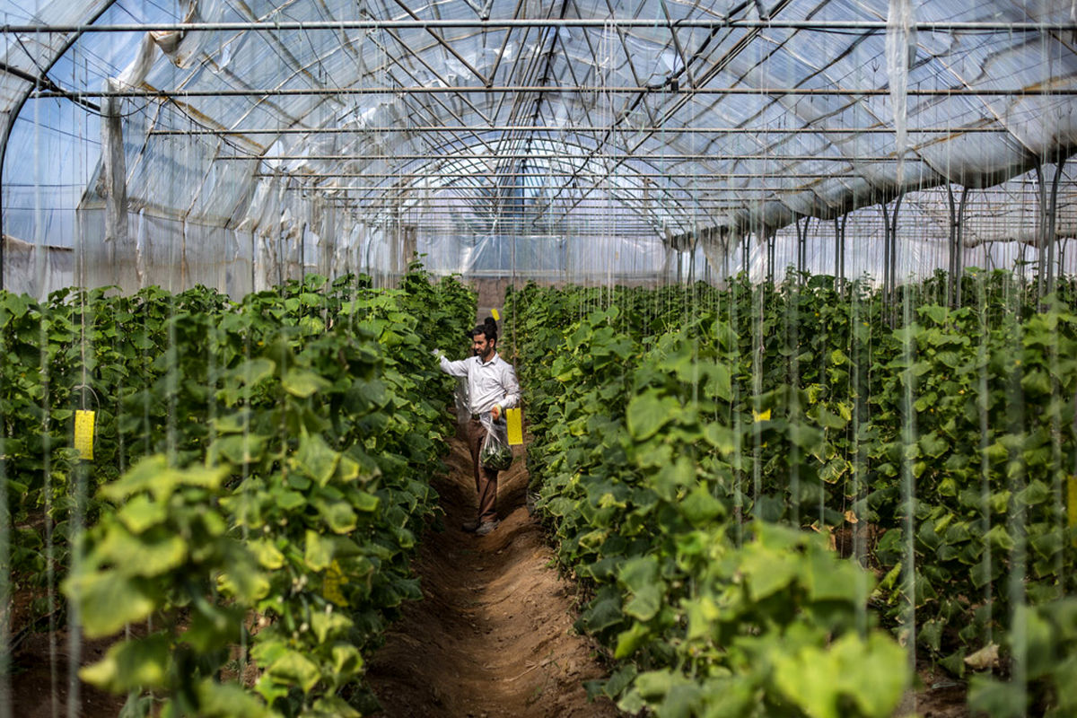 تولید محصولات گلخانه‌ای