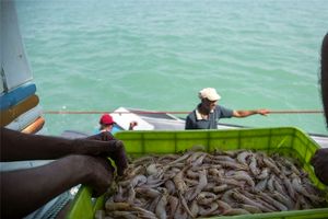 بازدید مدیرکل بهداشت و بیماری های آبزیان دامپزشکی کشور از مزارع پرورش میگو بوشهر
