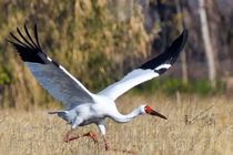 بازگشت آخرین بازمانده درناهای سفید سیبری به فریدونکنار