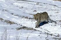راهپیمایی دو قلاده پلنگ ایرانی در میان برف + فیلم