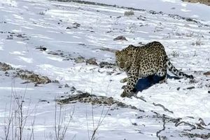 راهپیمایی دو قلاده پلنگ ایرانی در میان برف + فیلم