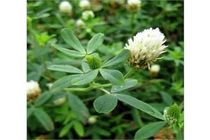 کشت شبدر برسیم در 100 هکتار از مزارع سوادکوه