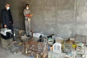 کشف 50 قطعه پرنده شکاری و زینتی در مشگین شهر