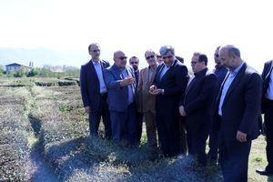 خسارت ناشی از سرمازدگی باغات چای بسیار زیاد است